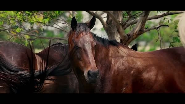 A Horse Named Winx (2024) - digital blockbuster