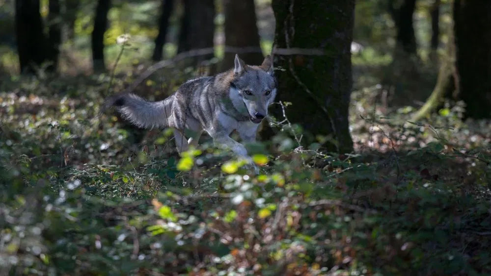 Shadow of the Wolf (2025) NEW