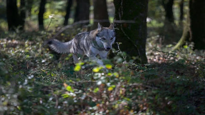 Shadow of the Wolf (2025) NEW