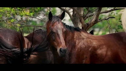digital blockbuster A Horse Named Winx (2024)