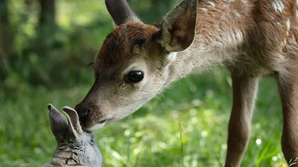 digital blockbuster Bambi: A Life in the Woods (2024) NEW