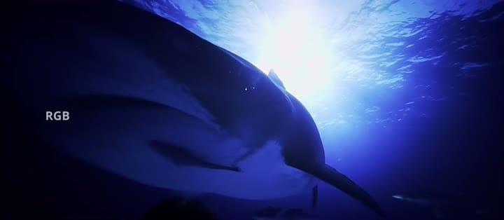 digital blockbuster Dangerous Animals (2025) NEW