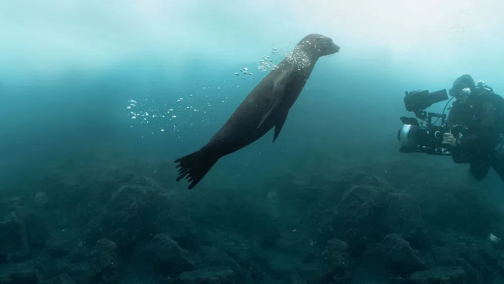 digital blockbuster Guardians of the Galapagos (2025) NEW
