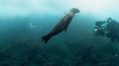 digital blockbuster Guardians of the Galapagos (2025) NEW