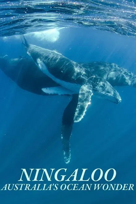 digital blockbuster Ningaloo Nyinggulu (2023) NEW