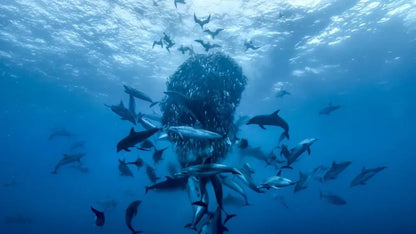digital blockbuster Ocean with David Attenborough (2025) NEW