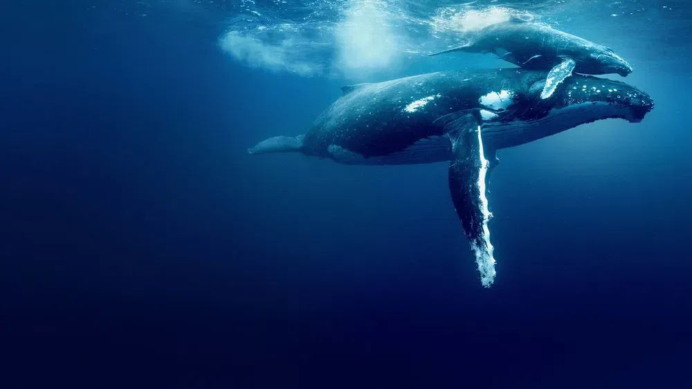 digital blockbuster Ocean with David Attenborough (2025) NEW