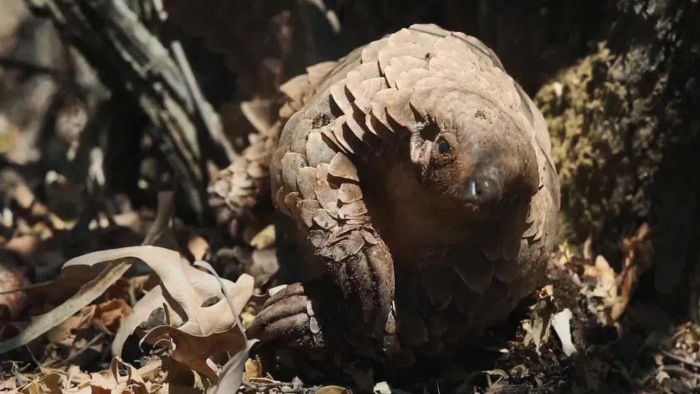 digital blockbuster Pangolin: Kulu's Journey (2025) UHD 4K NEW