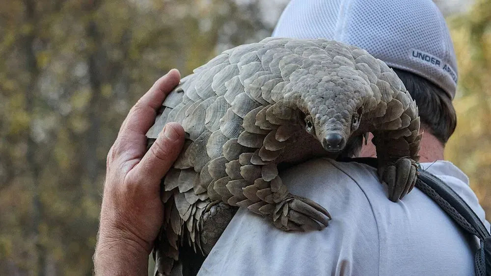 digital blockbuster Pangolin: Kulu's Journey (2025) UHD 4K NEW