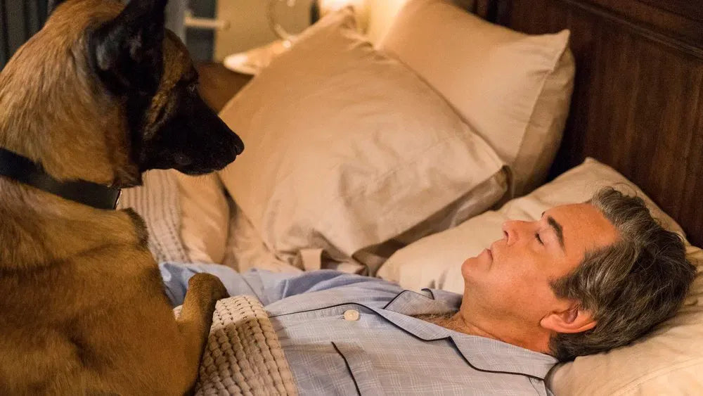 digital blockbuster Psych 2: Lassie Come Home (2020) NEW