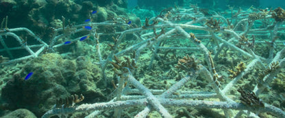 digital blockbuster Reef Builders (2025) NEW SUMMER 50OFF
