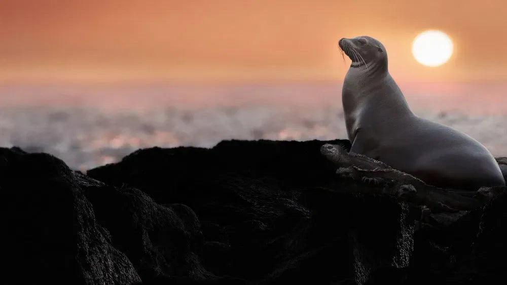 digital blockbuster Sea Lions of the Galapagos (2025)