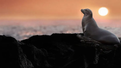digital blockbuster Sea Lions of the Galapagos (2025)