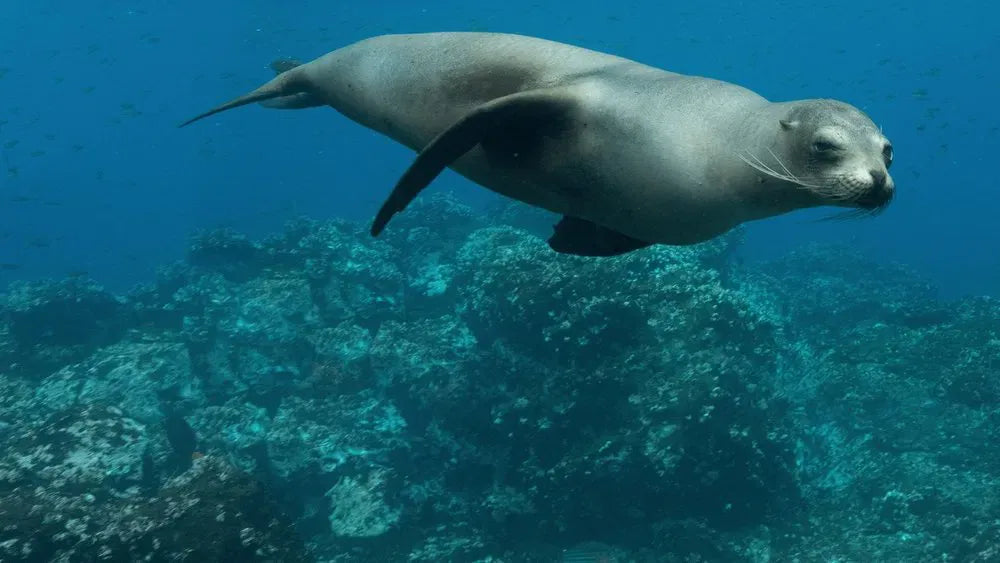 digital blockbuster Sea Lions of the Galapagos (2025)