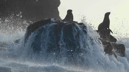 digital blockbuster Sea Lions of the Galapagos (2025)