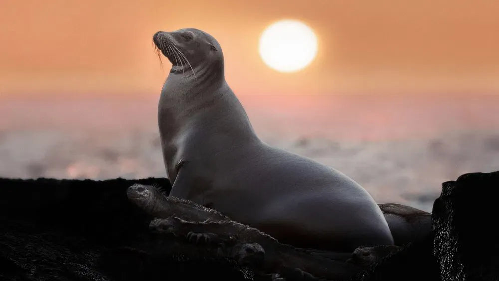digital blockbuster Sea Lions of the Galapagos (2025)