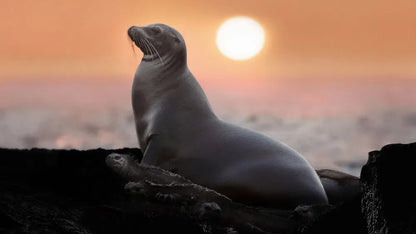 digital blockbuster Sea Lions of the Galapagos (2025)