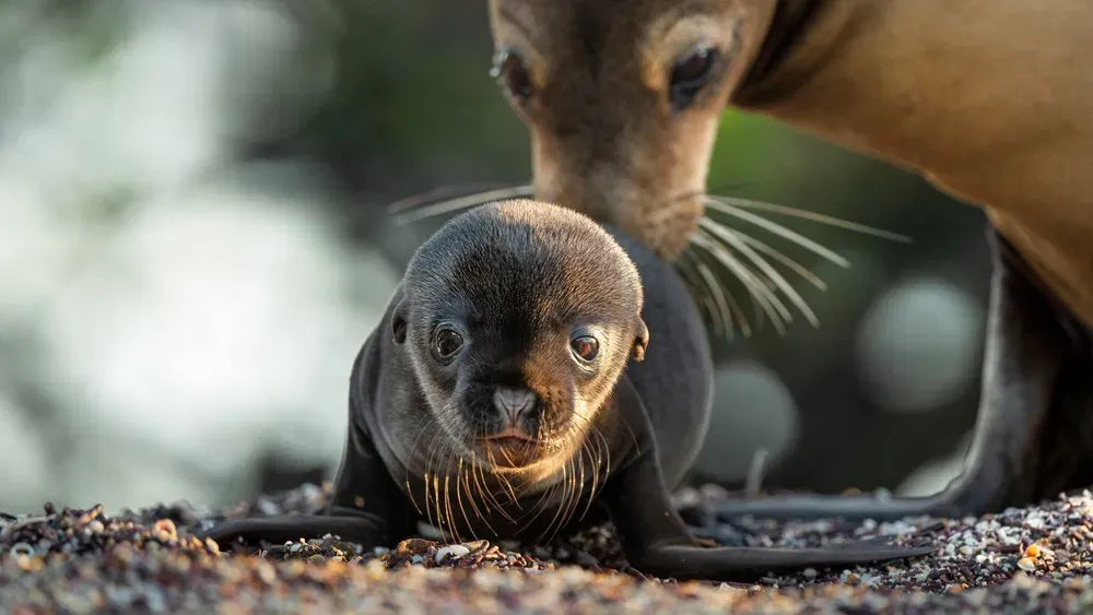 digital blockbuster Sea Lions of the Galapagos (2025)