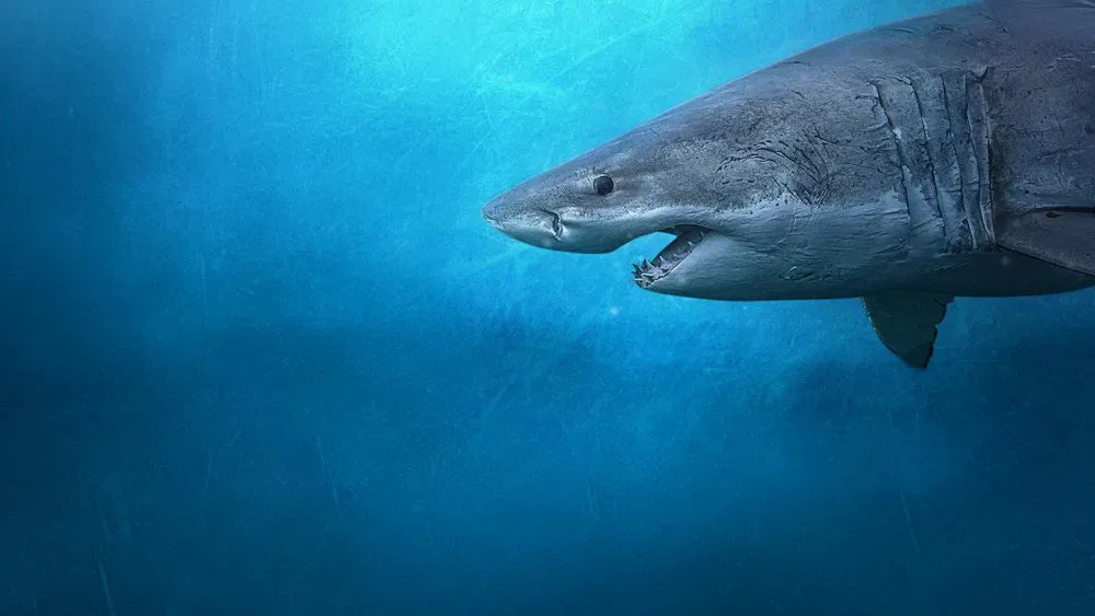 digital blockbuster Sharks of the North (2025) NEW