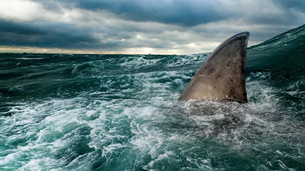 digital blockbuster Sharks of the North (2025) NEW