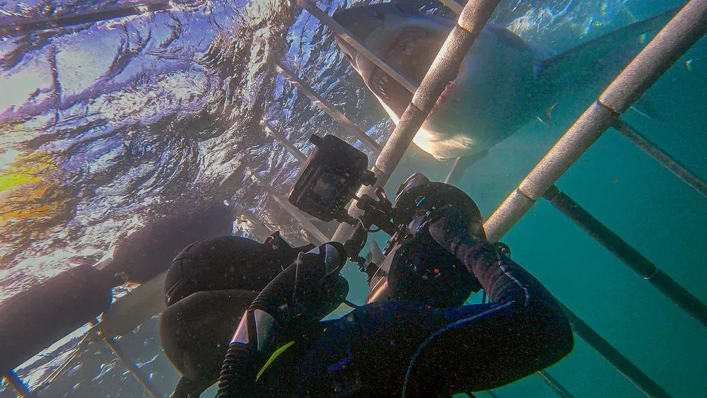 digital blockbuster Sharks of the North (2025) NEW