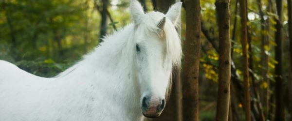 digital blockbuster Tale of the Forest Unicorn (2025) NEW