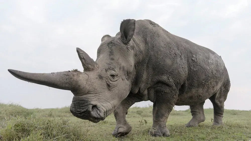 digital blockbuster The Last Rhinos: A New Hope (2025) NEW