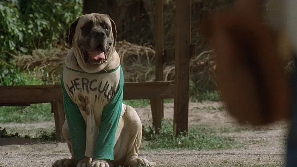 digital blockbuster The Sandlot (1993) CLASSIC