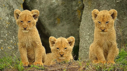 digital blockbuster Wild Babies (2022) TV SERIES