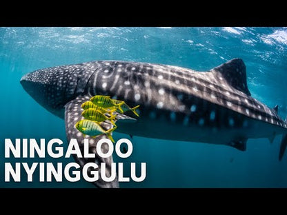 Ningaloo Nyinggulu (2023) NEW