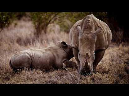 Rhino Rescue (2026) [THE RHINO EXODUS] / NEW