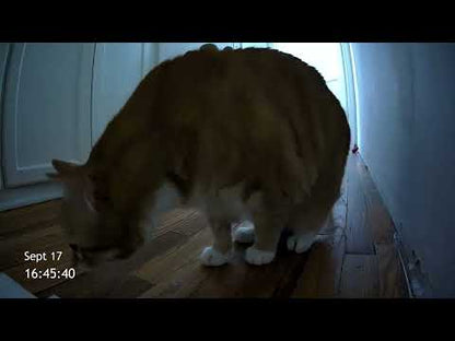 Cat Cam (2026) — When the Owner's Away, the Ghost Will Play