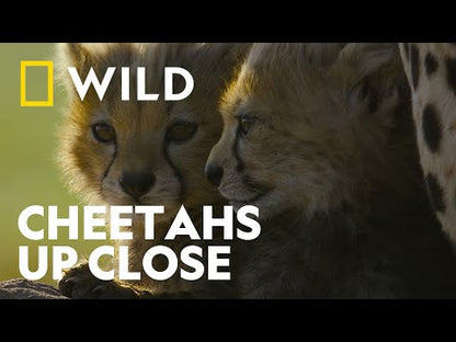 Cheetahs Up Close with Bertie Gregory (2026) [NAT GEO / HULU EXCLUSIVE : IMMERSIVE PREDATOR TRACKING] / NEW
