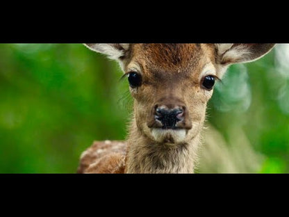 Bambi: A Life in the Woods (2024) NEW